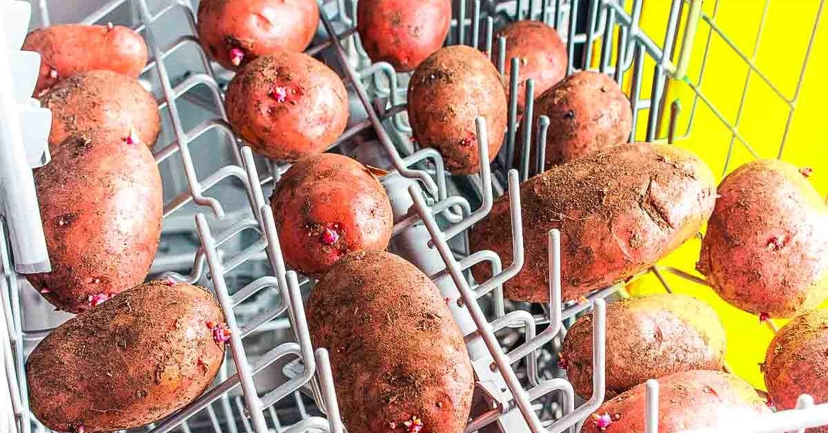 put-potatoes-in-the-dishwasher:-the-genius-trick-that-makes-life-easier