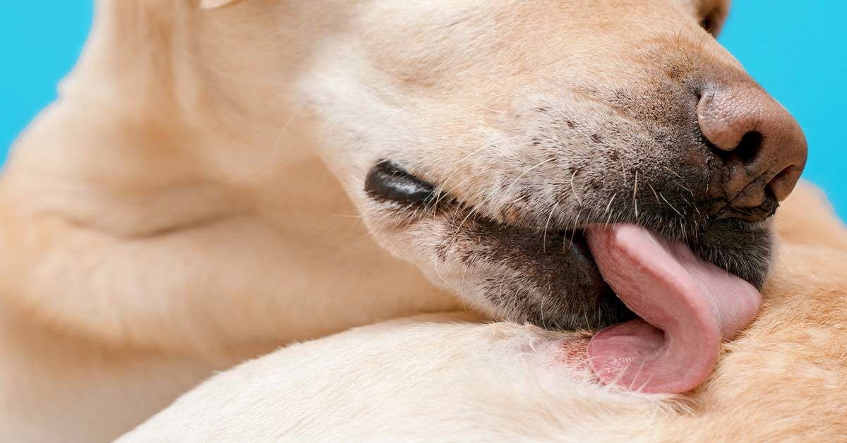 what-are-the-natural-remedies-to-protect-your-dog-from-fleas-and-ticks?