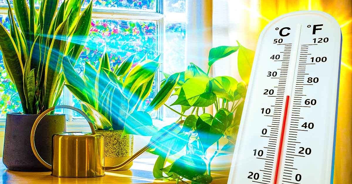 5-plants-that-clean-up-and-refresh-your-home