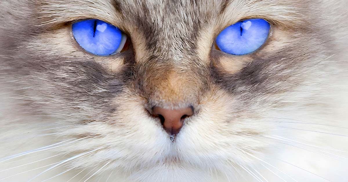 6-signs-your-cat-is-a-psychopath-you-shouldn't-ignore