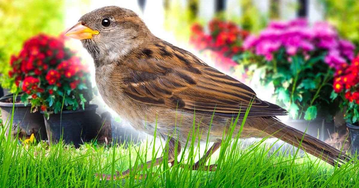 the-trick-to-keeping-birds-away-from-the-vegetable-patch:-they-won't-come-back