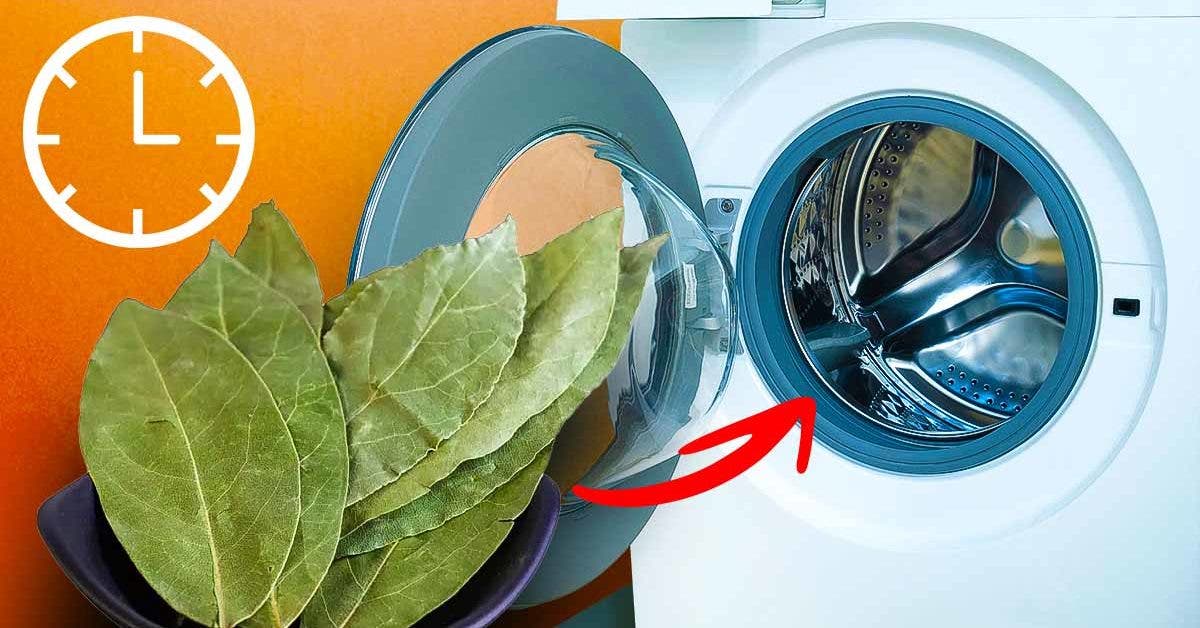 put-bay-leaves-in-the-washing-machine-for-30-minutes:-your-clothes-will-thank-you
