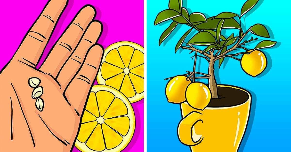 here's-how-to-grow-a-lemon-tree-in-a-cup-that-will-perfume-the-whole-house