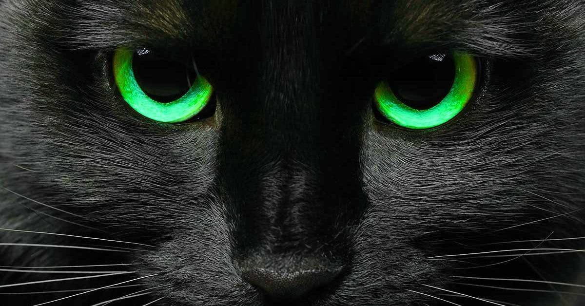 does-the-black-cat-bring-bad-luck-or-good-luck?-here-is-the-explanation-to-one-of-the-greatest-superstitions