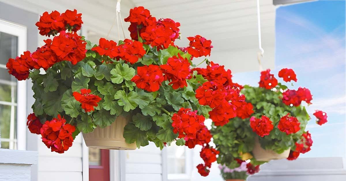 the-secret-to-having-beautiful-geraniums:-these-little-details-make-all-the-difference