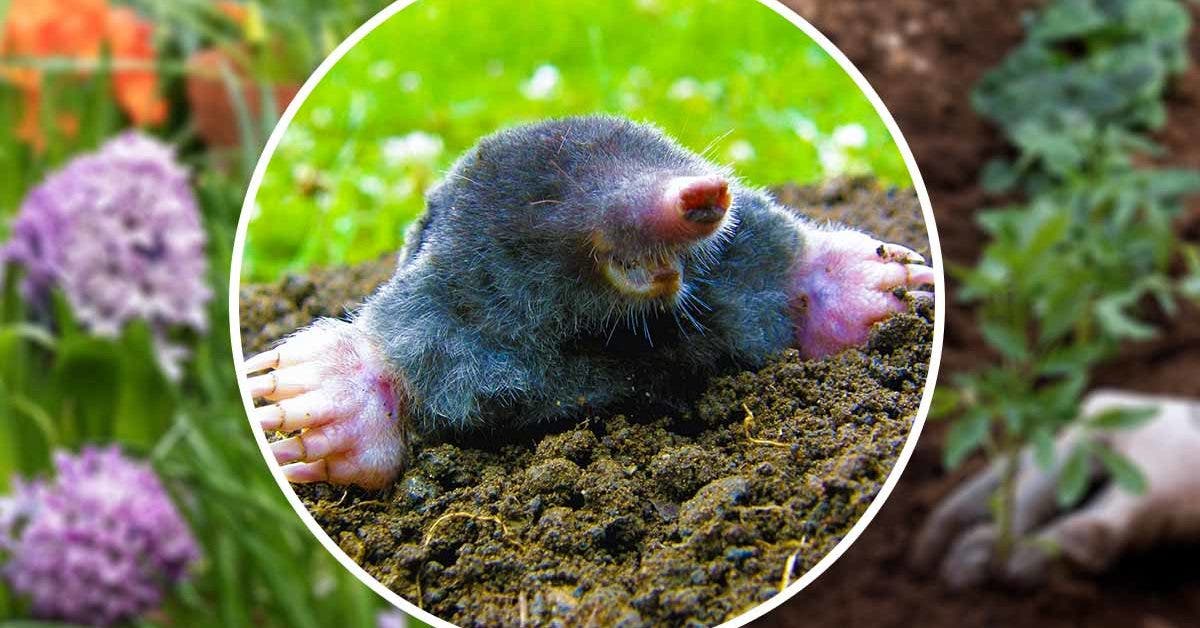 moles-in-the-garden?-forget-the-traps,-this-plant-scares-them-away